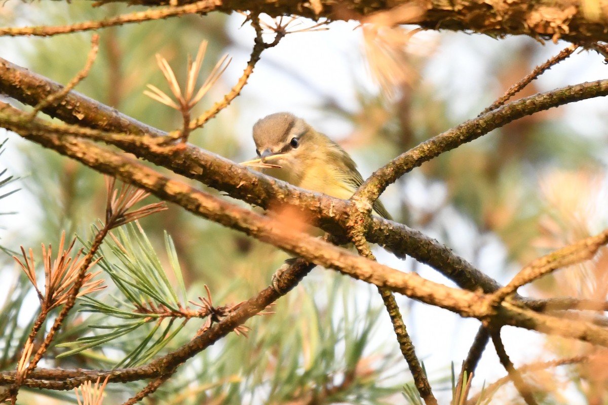 Red-eyed Vireo - ML642129286
