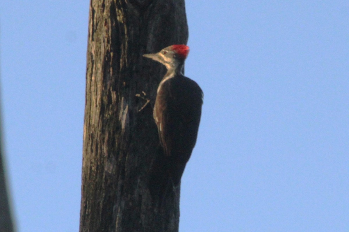 Pileated Woodpecker - ML642129287