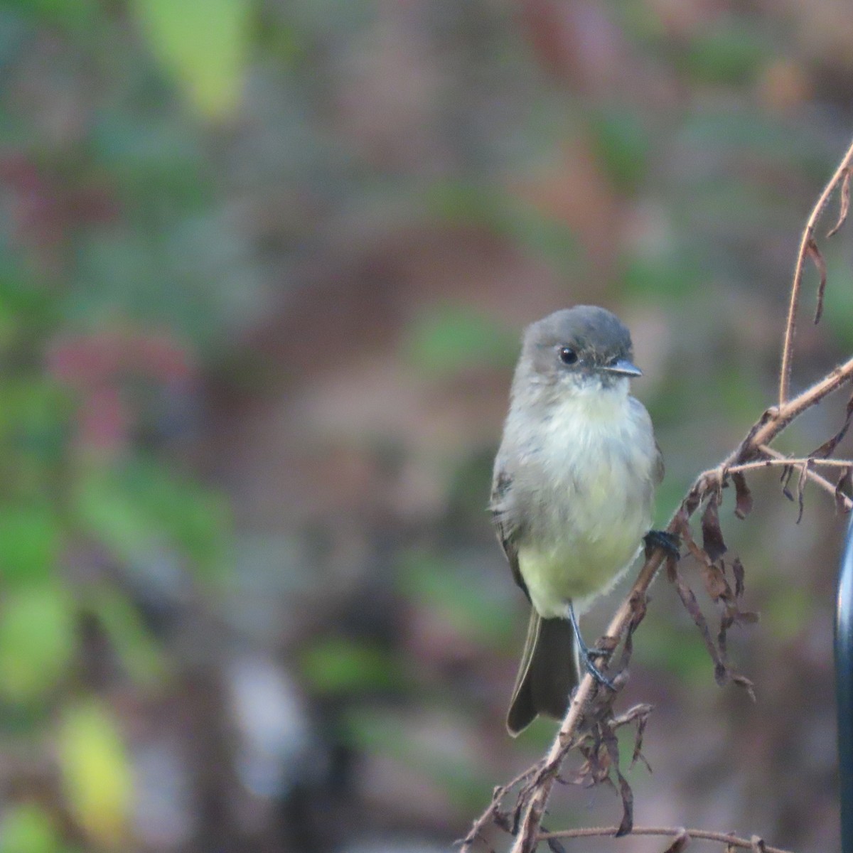 Eastern Phoebe - ML642129288