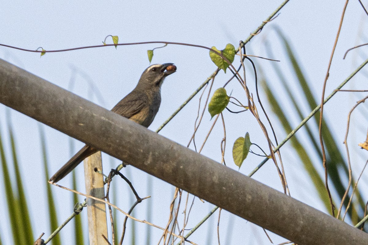 Cinnamon-bellied Saltator - ML642129289