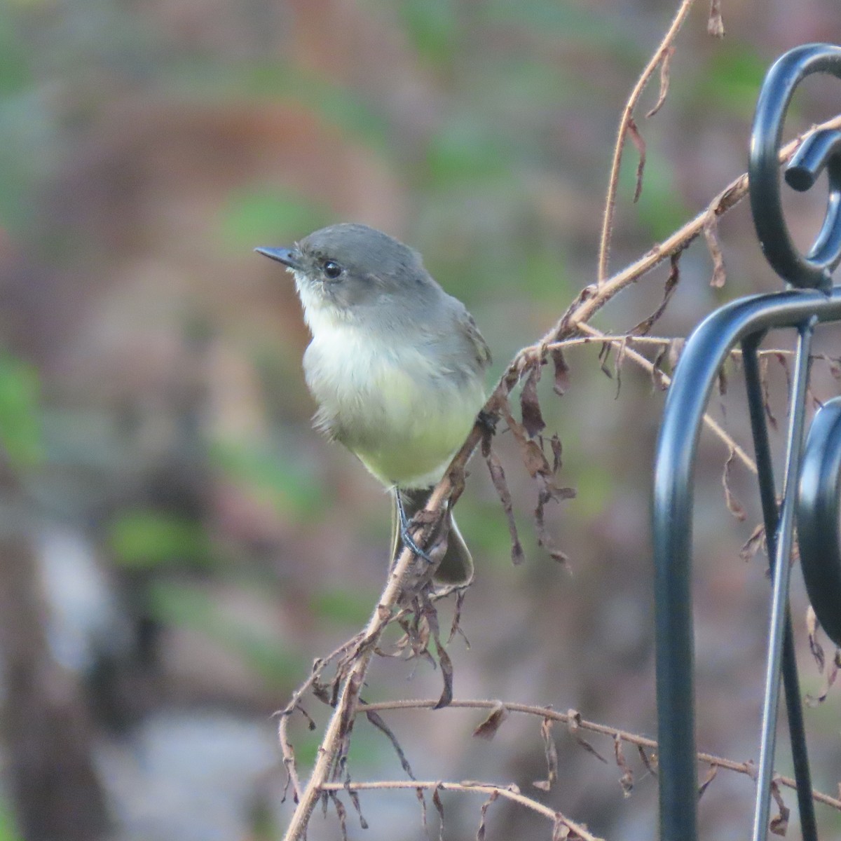 Eastern Phoebe - ML642129290