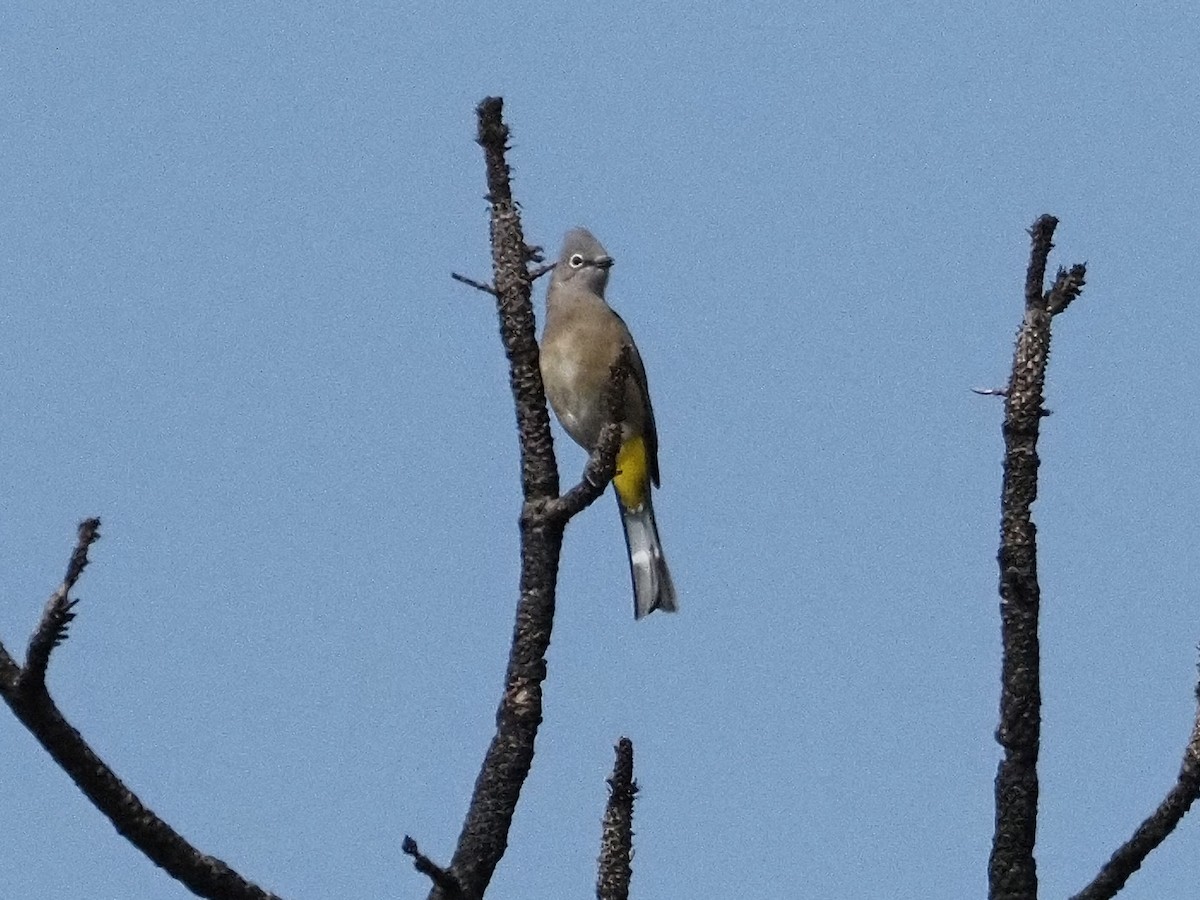 Gray Silky-flycatcher - ML642129291