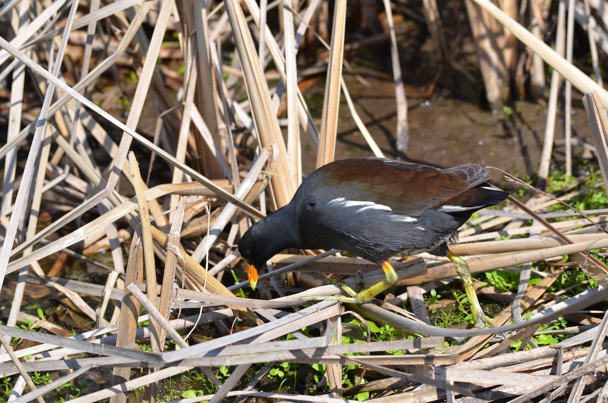 Common Gallinule - ML642129292