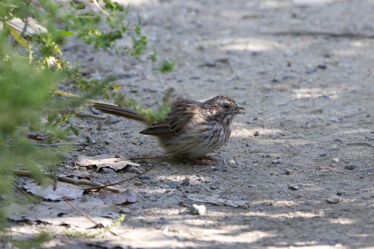 Song Sparrow - ML642129293
