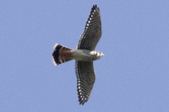 American Kestrel - ML642129294