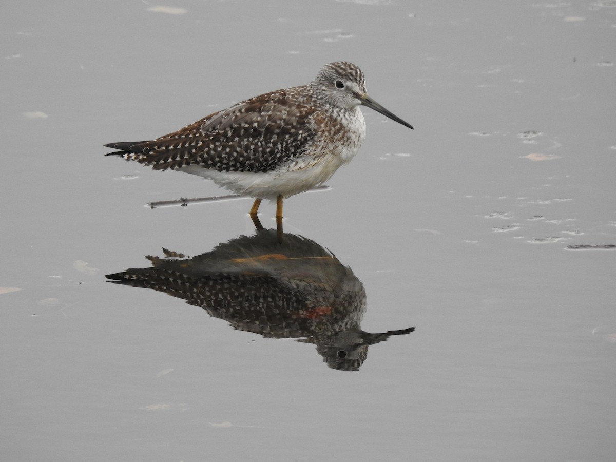 Greater Yellowlegs - ML642129295