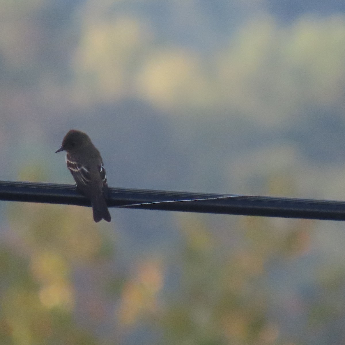 Eastern Wood-Pewee - ML642129297