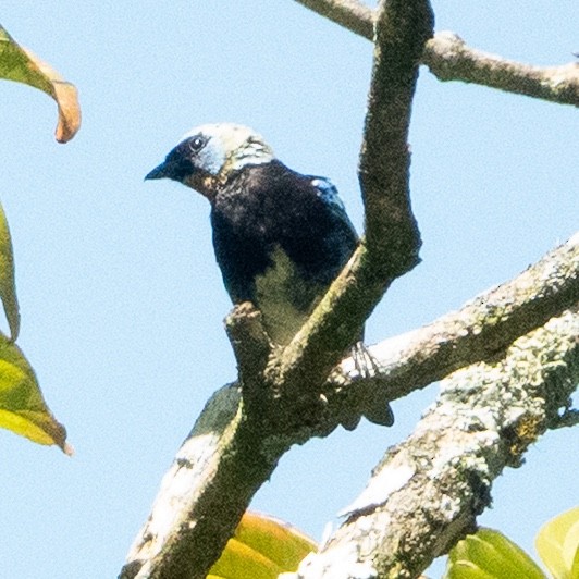 Golden-hooded Tanager - ML642129298