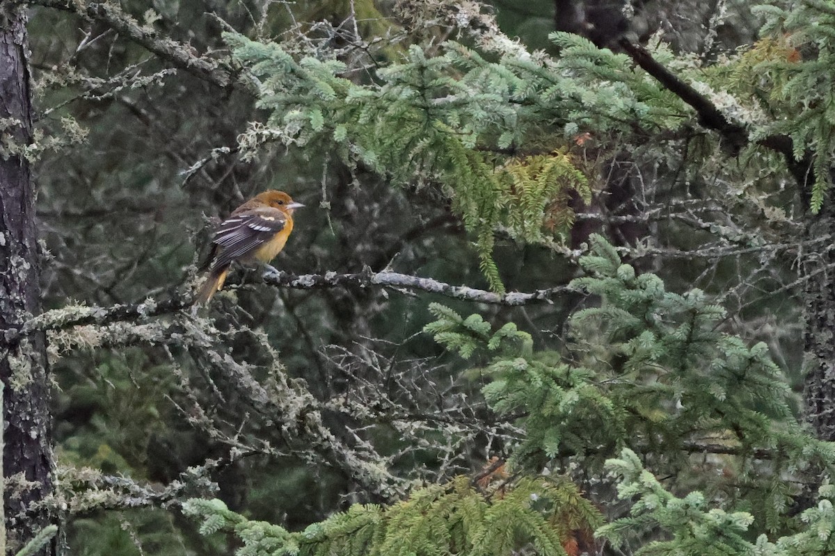 Baltimore Oriole - ML642129299