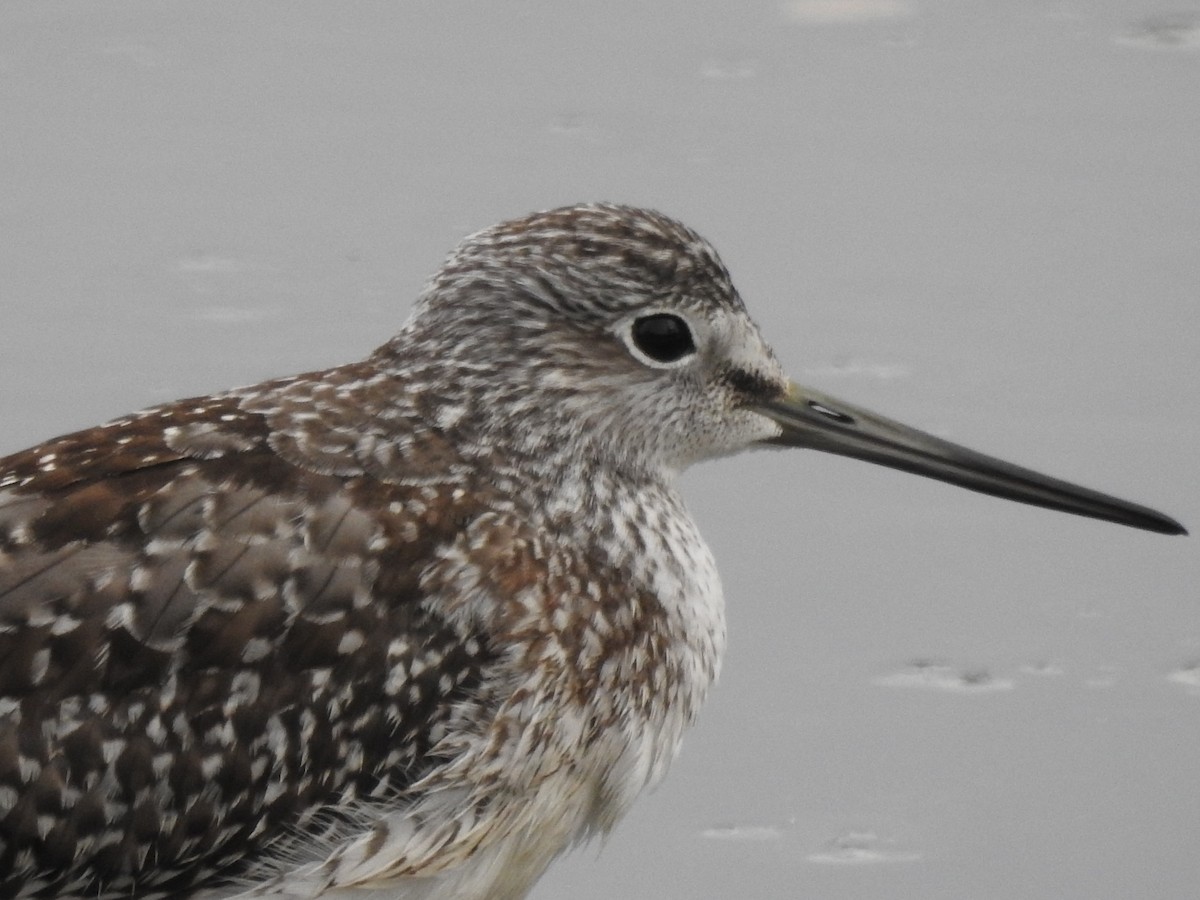 Greater Yellowlegs - ML642129300