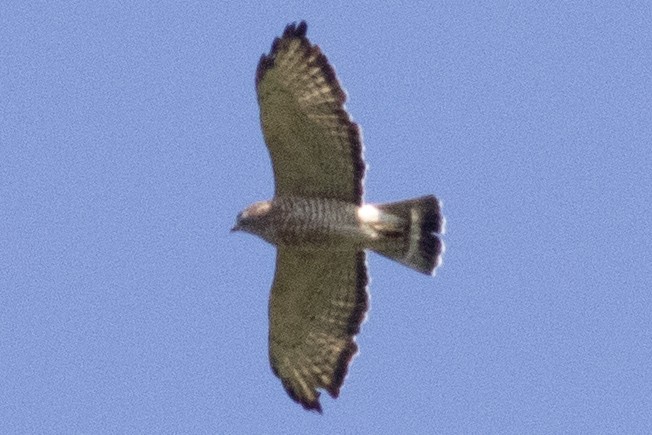 Broad-winged Hawk - ML642129301