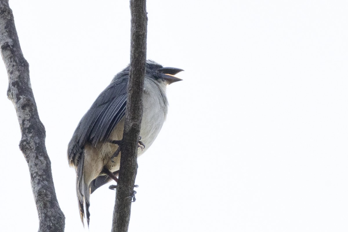 Cinnamon-bellied Saltator - ML642129302