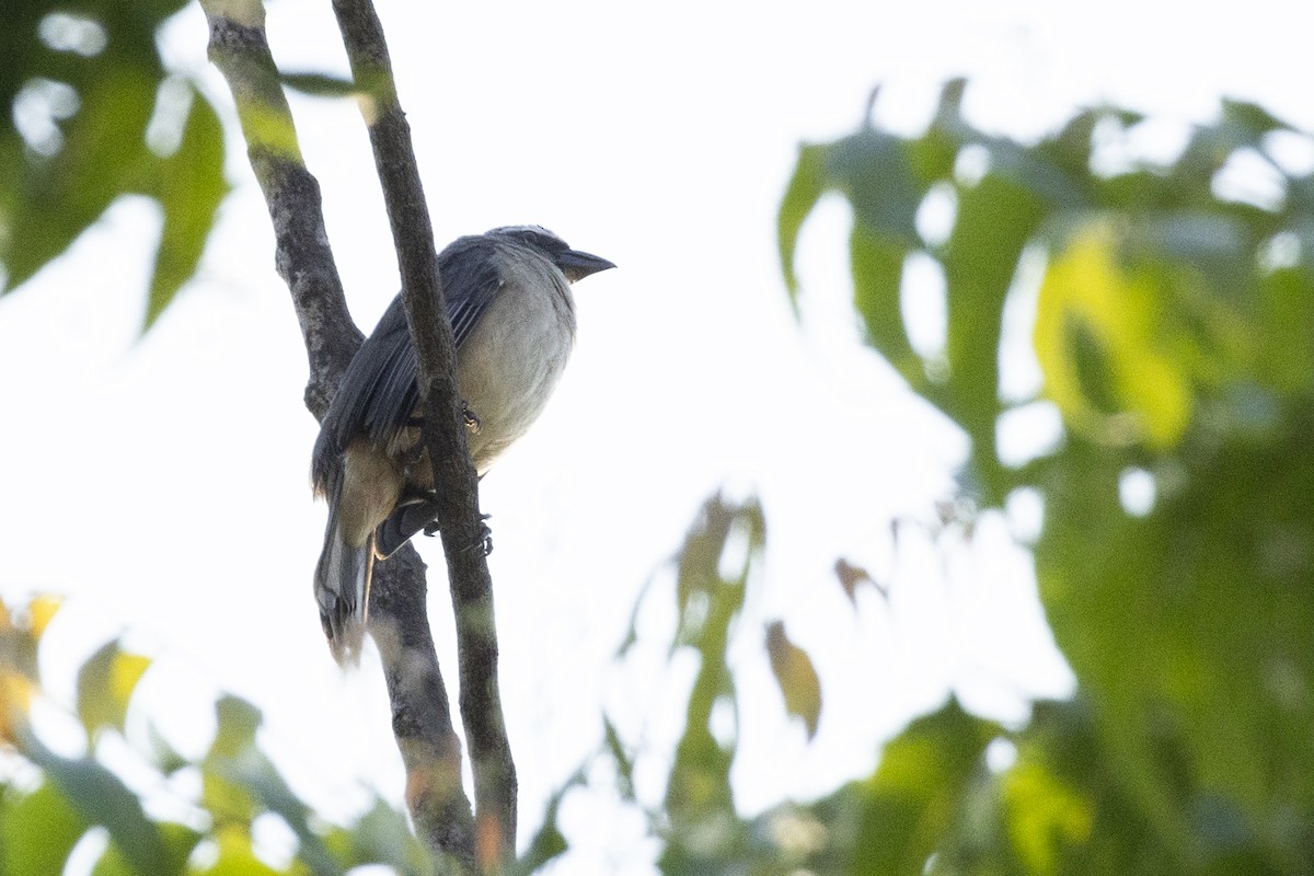 Cinnamon-bellied Saltator - ML642129303