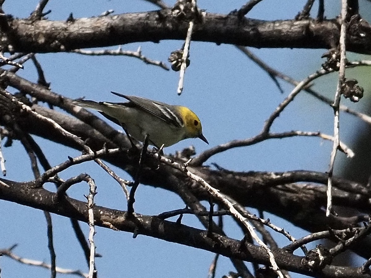 Hermit Warbler - ML642129306