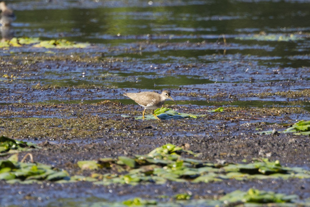 Solitary Sandpiper - ML642129307