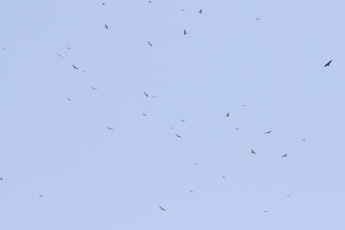 Broad-winged Hawk - ML642129308