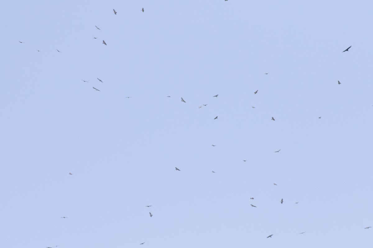 Broad-winged Hawk - ML642129309