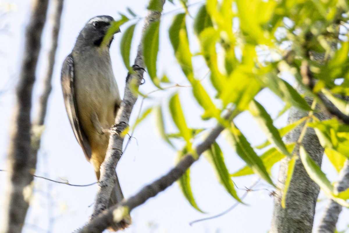 Cinnamon-bellied Saltator - ML642129311
