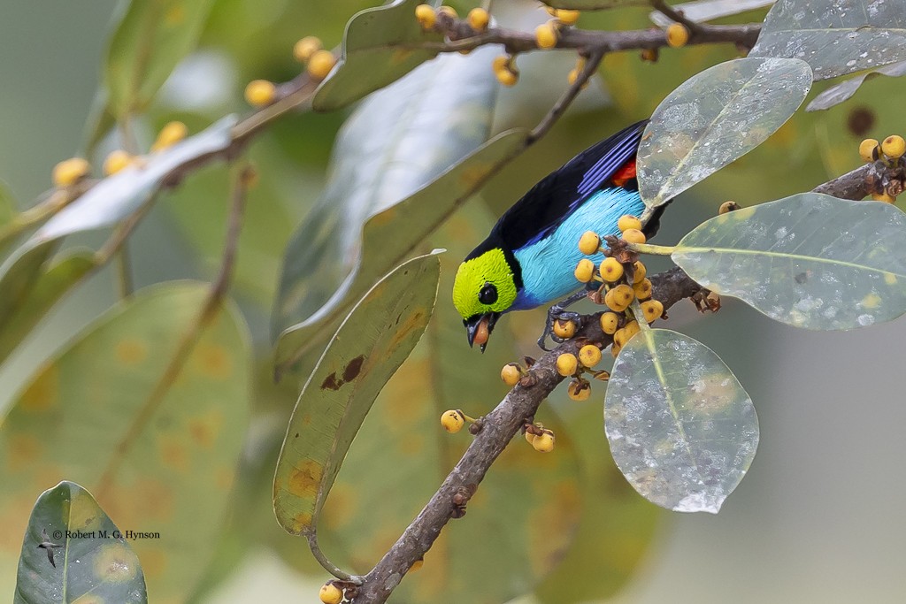 Paradise Tanager - ML642129315