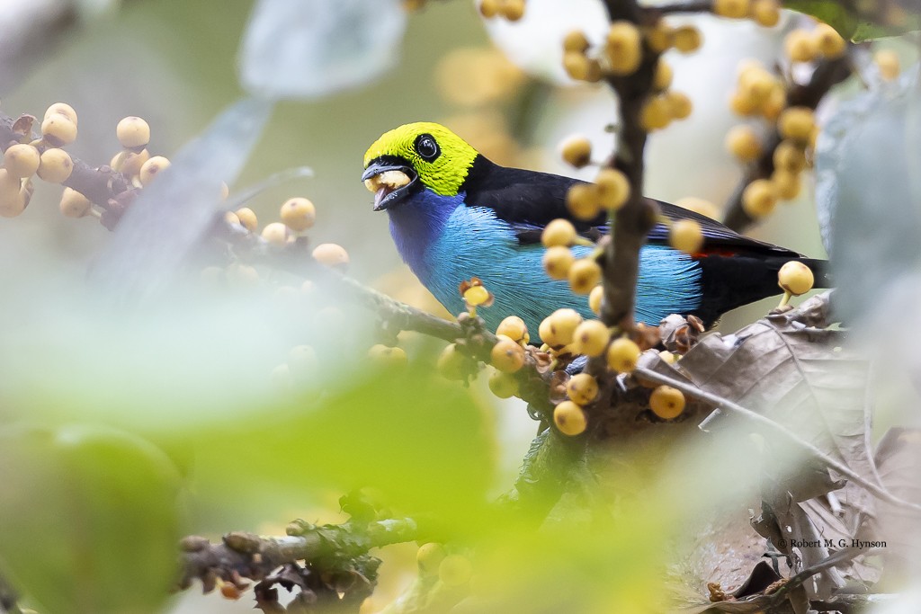 Paradise Tanager - ML642129316