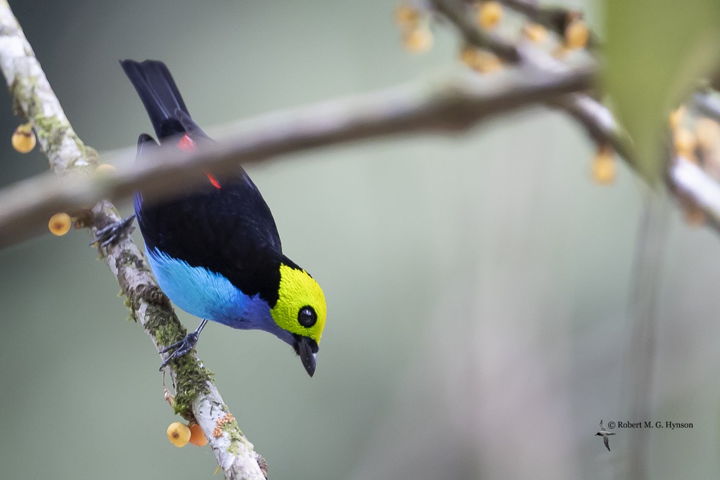 Paradise Tanager - ML642129317