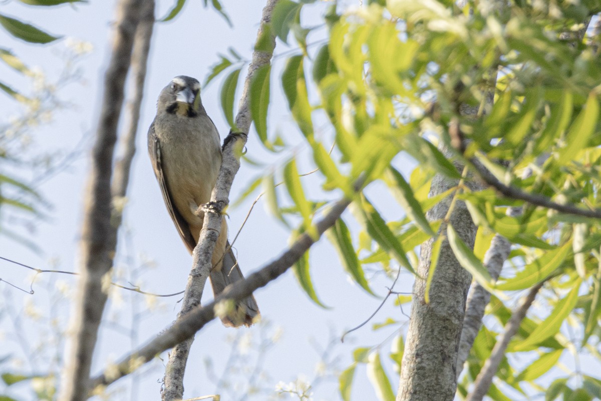Cinnamon-bellied Saltator - ML642129320