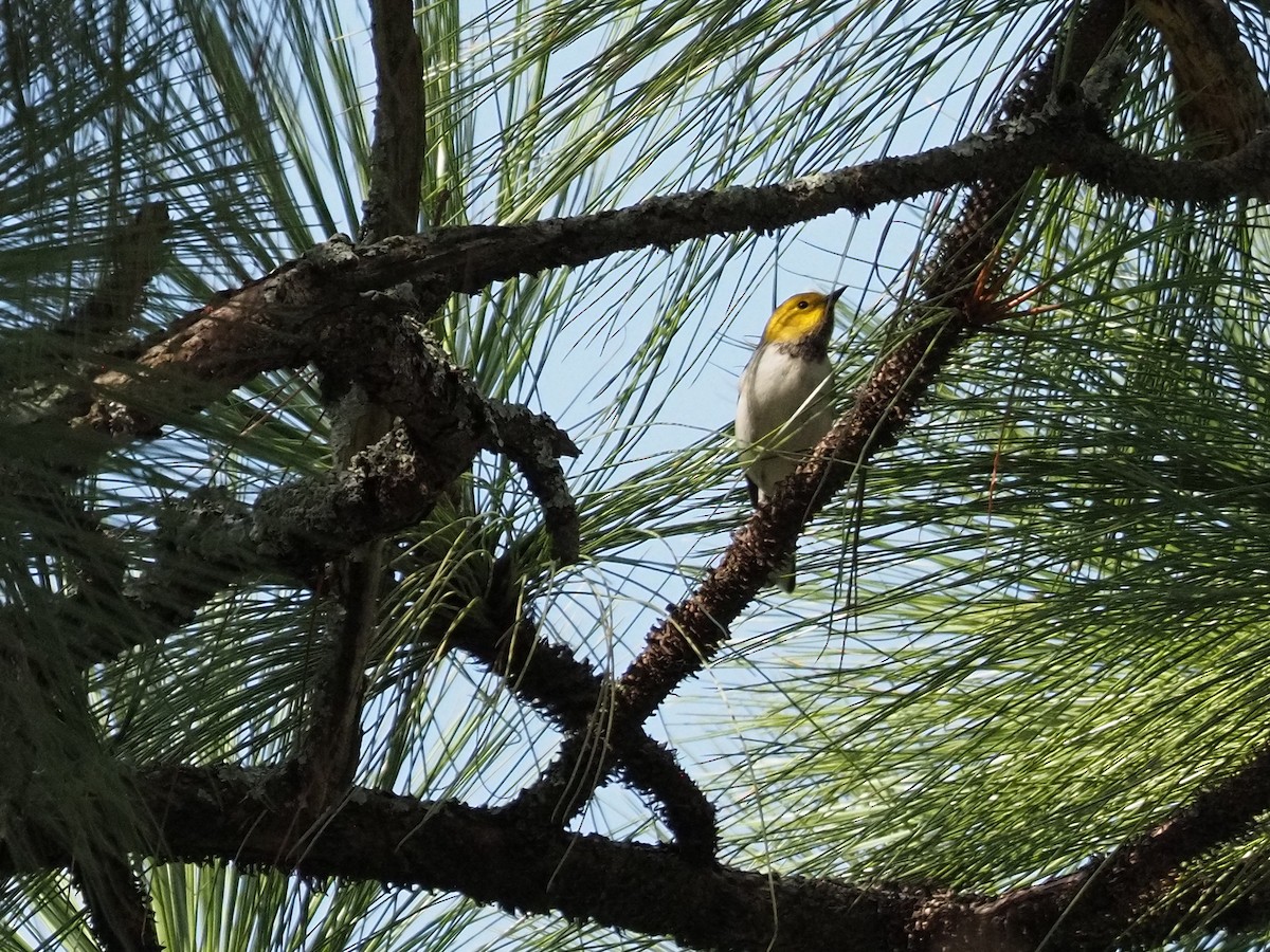 Hermit Warbler - ML642129322