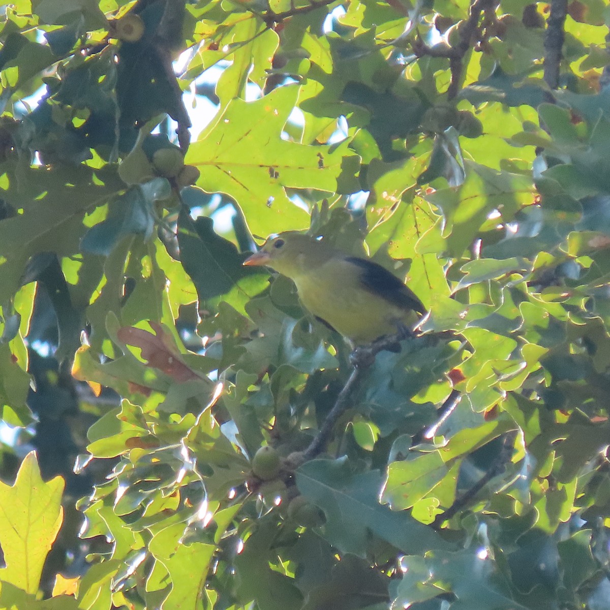 Scarlet Tanager - ML642129327