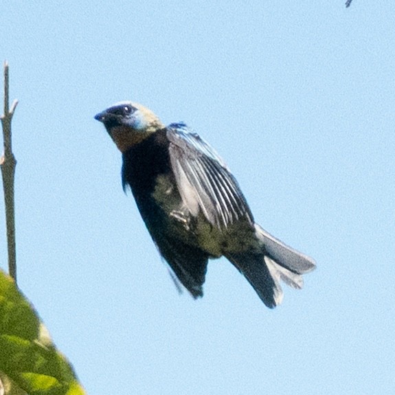 Golden-hooded Tanager - ML642129328