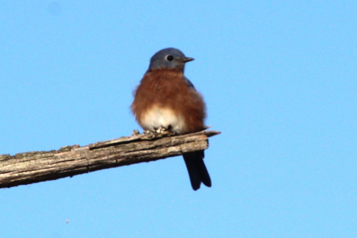 Eastern Bluebird - ML642129331