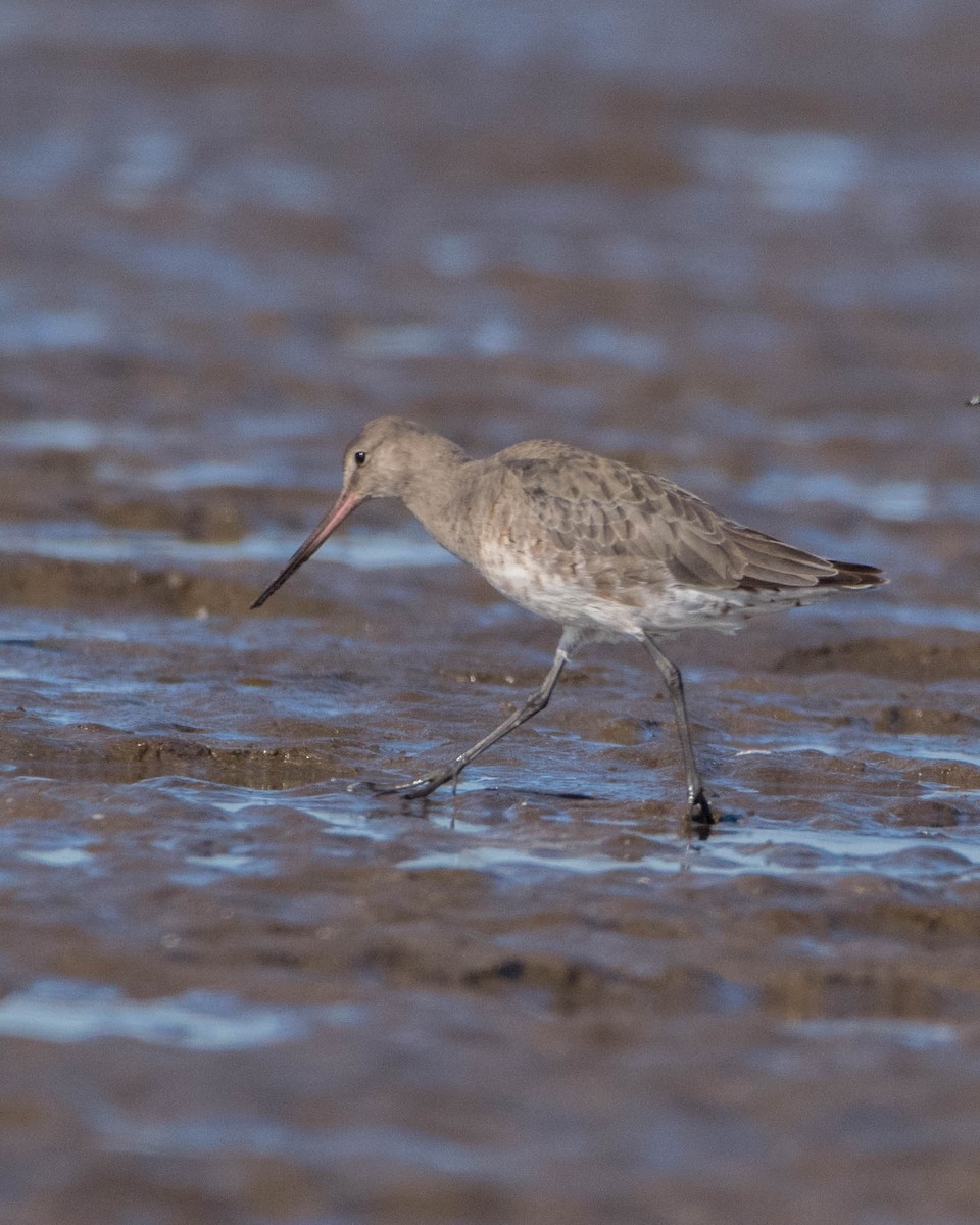 Hudsonian Godwit - ML642129357