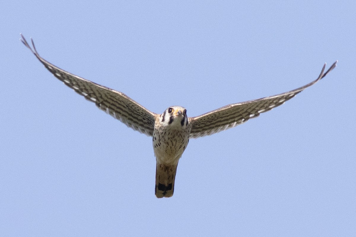 American Kestrel - ML642129360