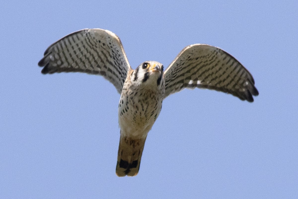 American Kestrel - ML642129361