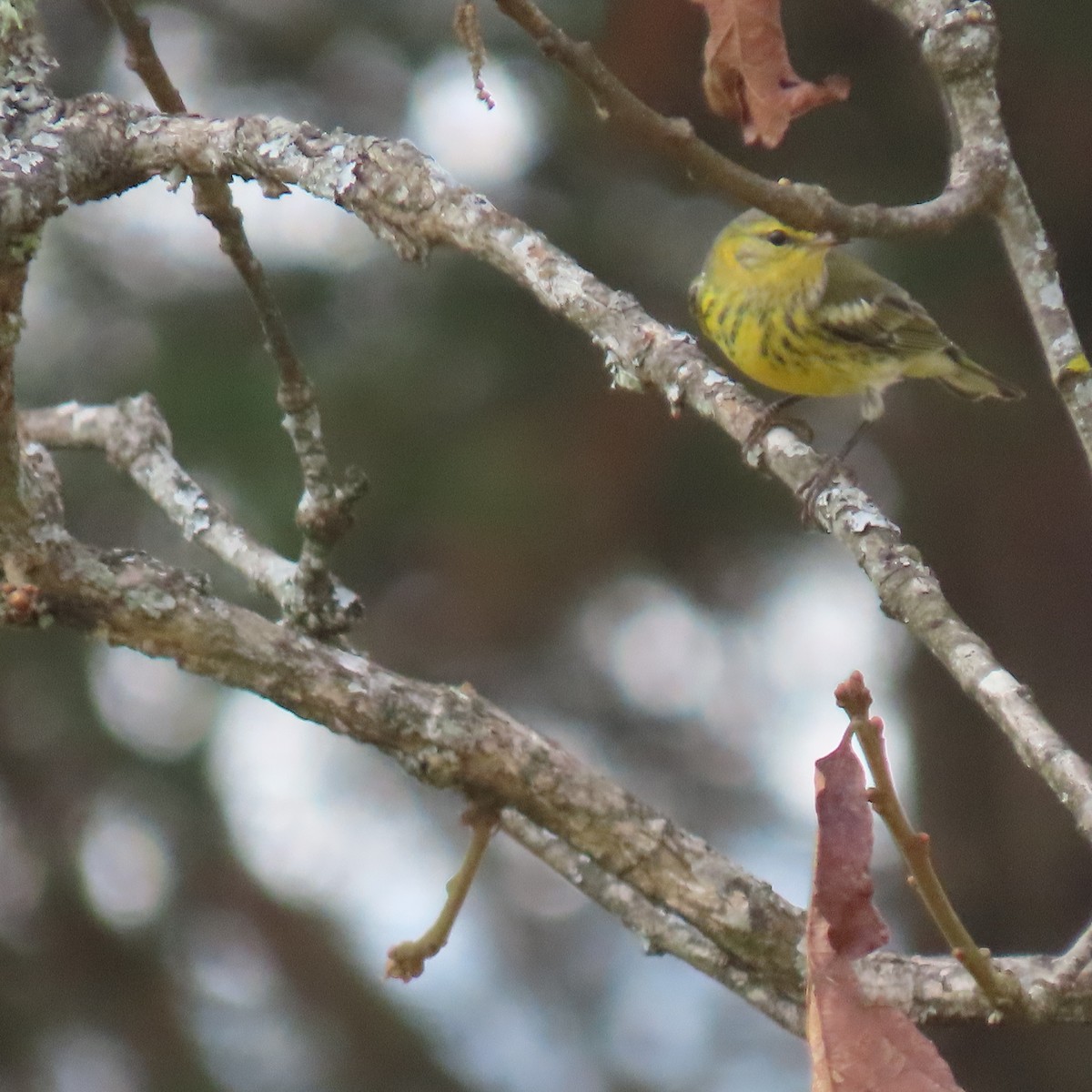 Cape May Warbler - ML642129362