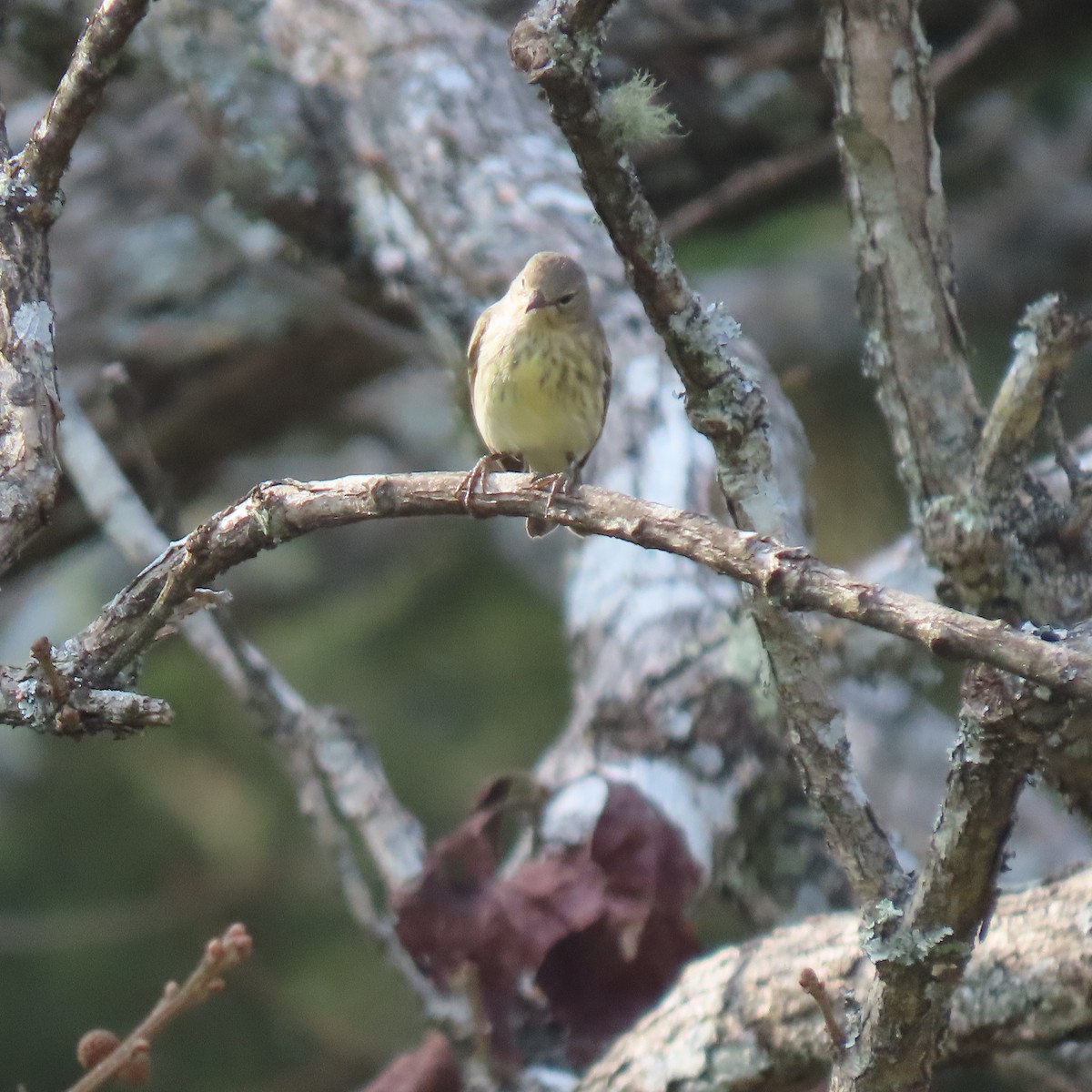 Cape May Warbler - ML642129363