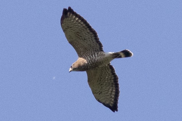 Broad-winged Hawk - ML642129364