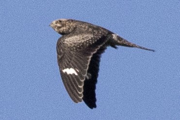 Common Nighthawk - ML642129368