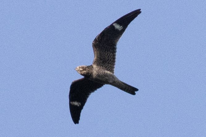 Common Nighthawk - ML642129369