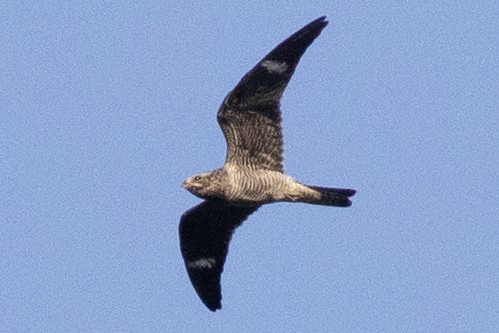 Common Nighthawk - ML642129370