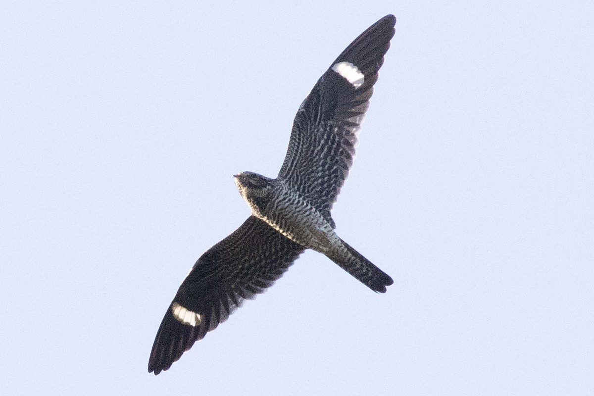 Common Nighthawk - ML642129371