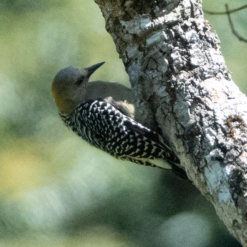 Hoffmann's Woodpecker - ML642129374