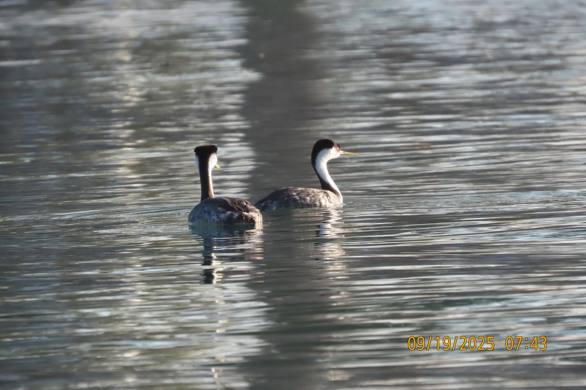 Western Grebe - ML642129375