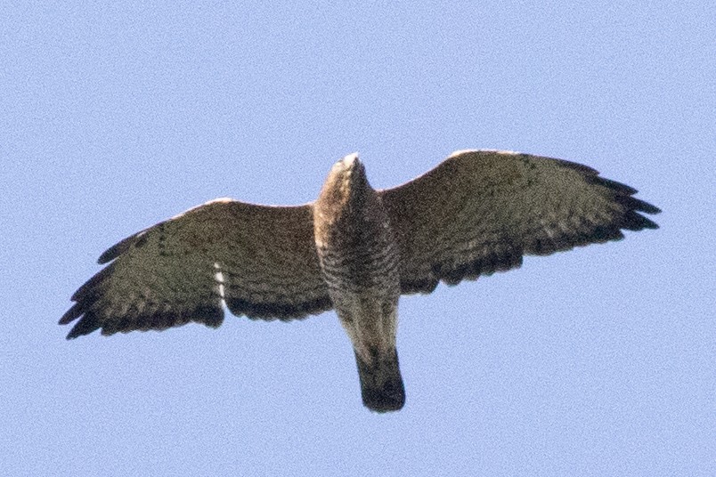 Broad-winged Hawk - ML642129376