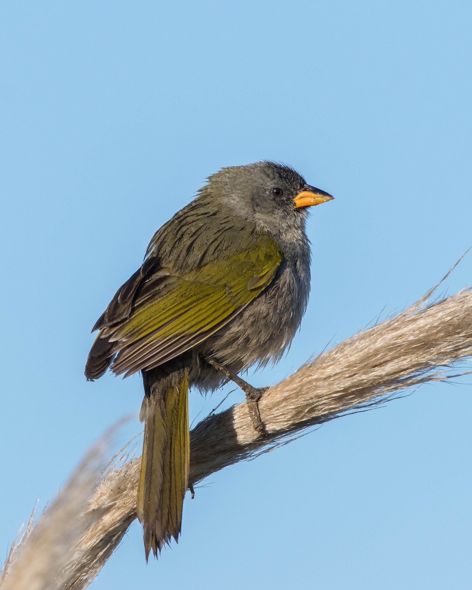 Great Pampa-Finch - ML642129377