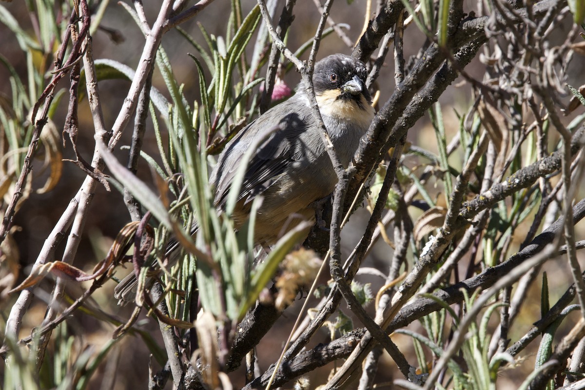 Rusty-bellied Brushfinch - ML642129378