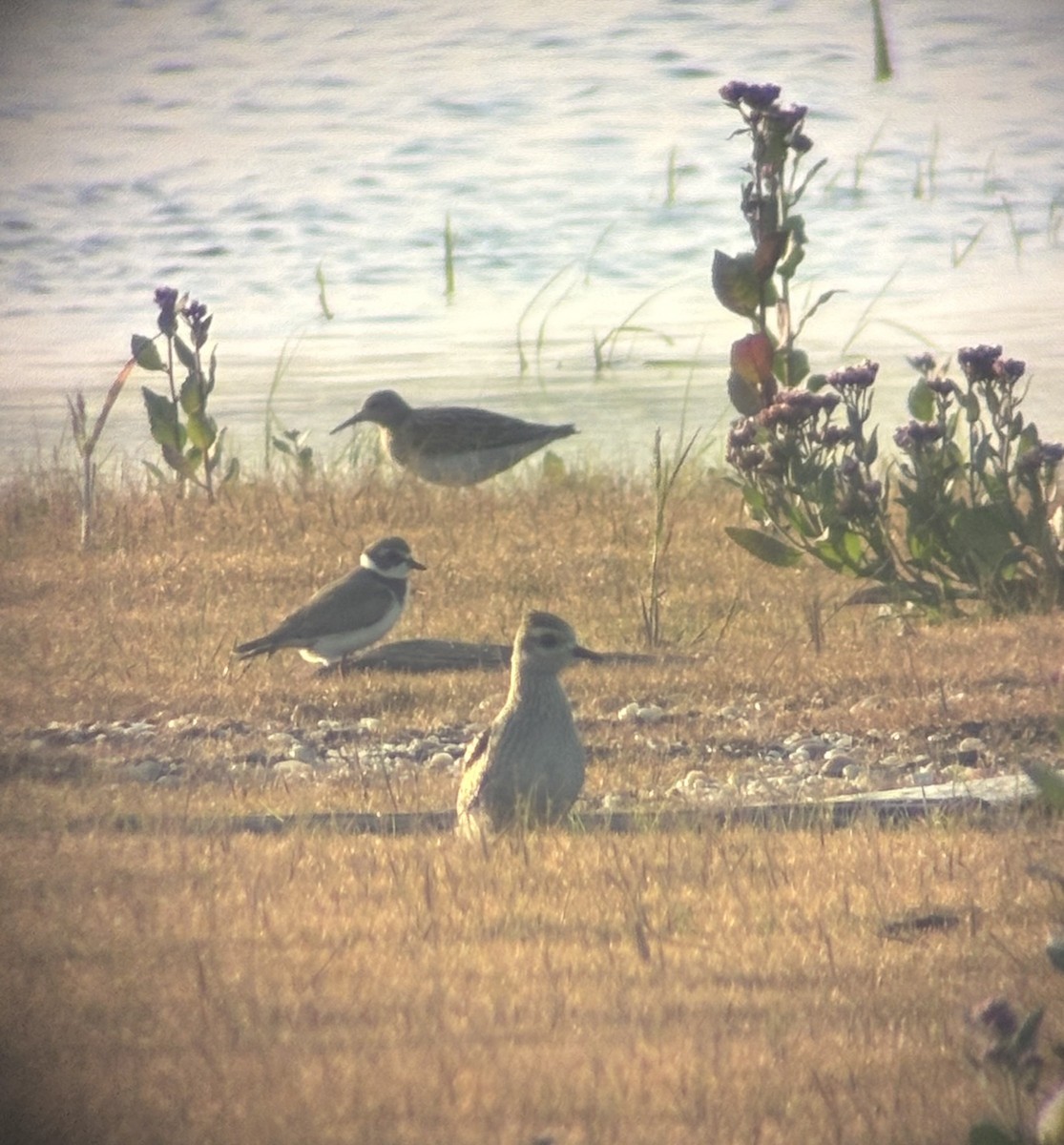 American Golden-Plover - ML642129380