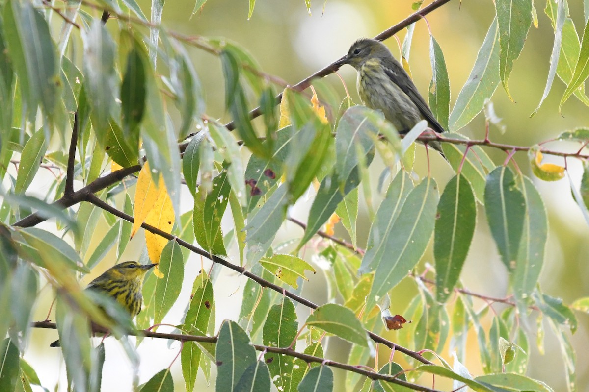 Cape May Warbler - ML642129381