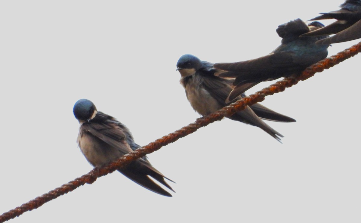 Brown-bellied Swallow - ML642129382