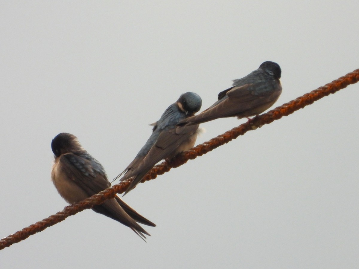 Brown-bellied Swallow - ML642129383