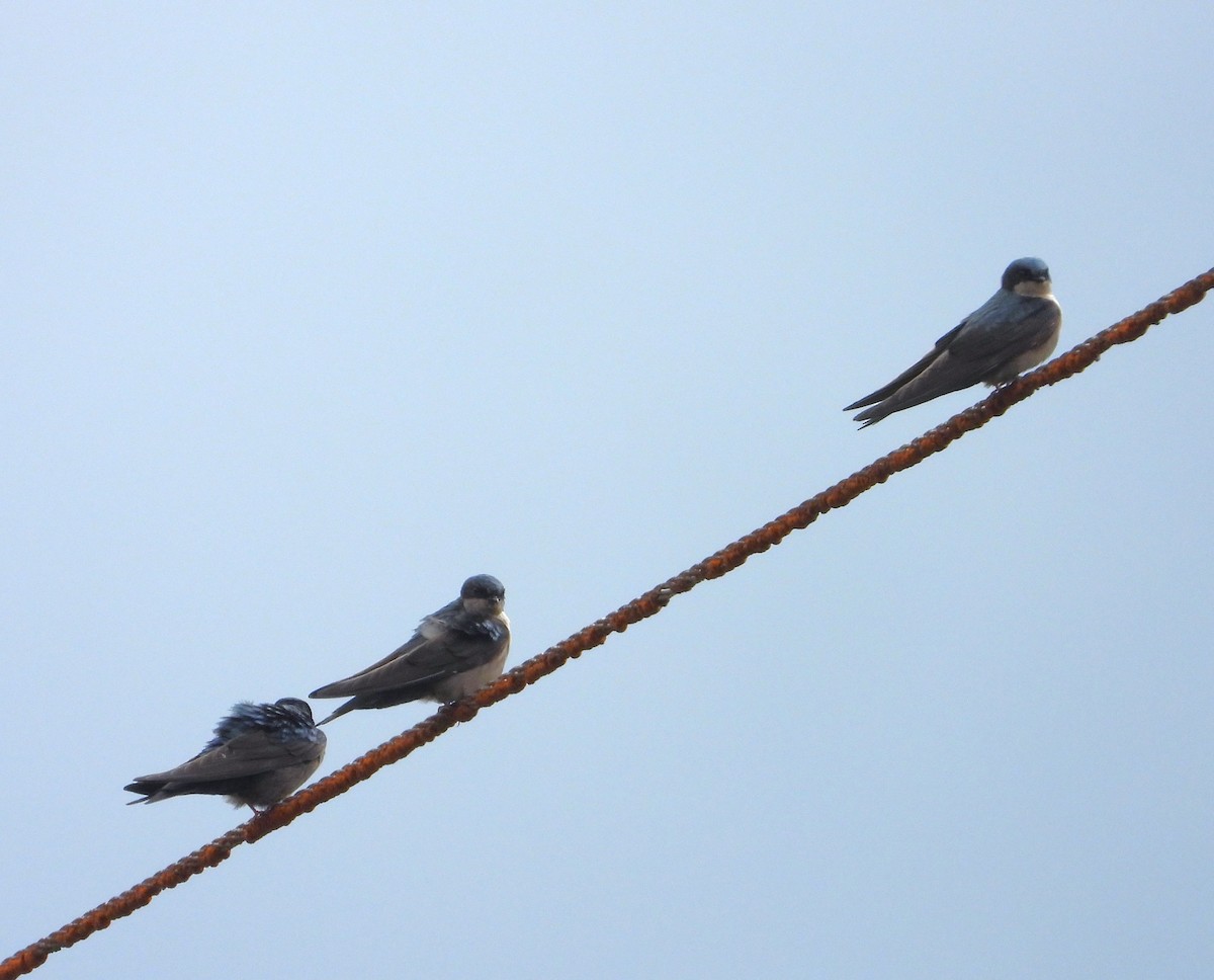 Brown-bellied Swallow - ML642129384